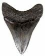 Serrated, Megalodon Tooth - Georgia #55647-2